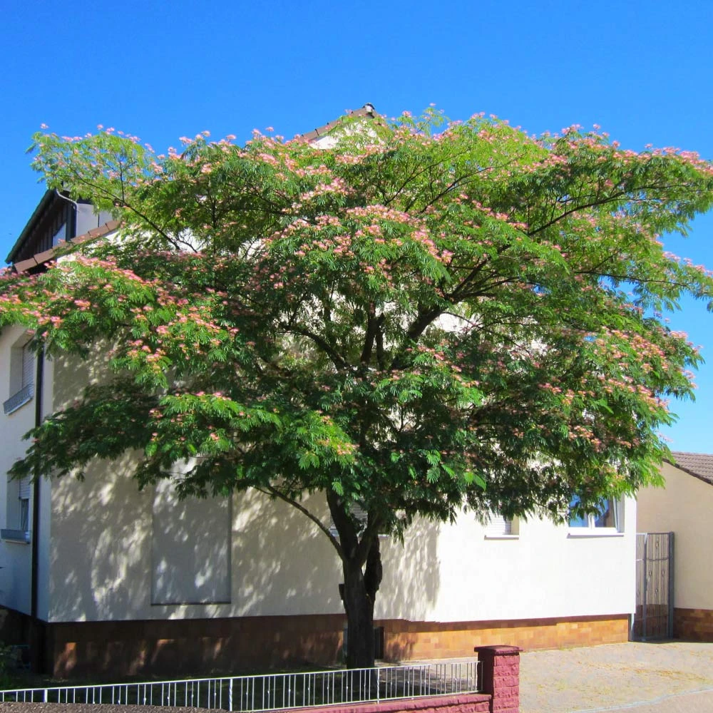 Mimosa Silk Tree - Image 3