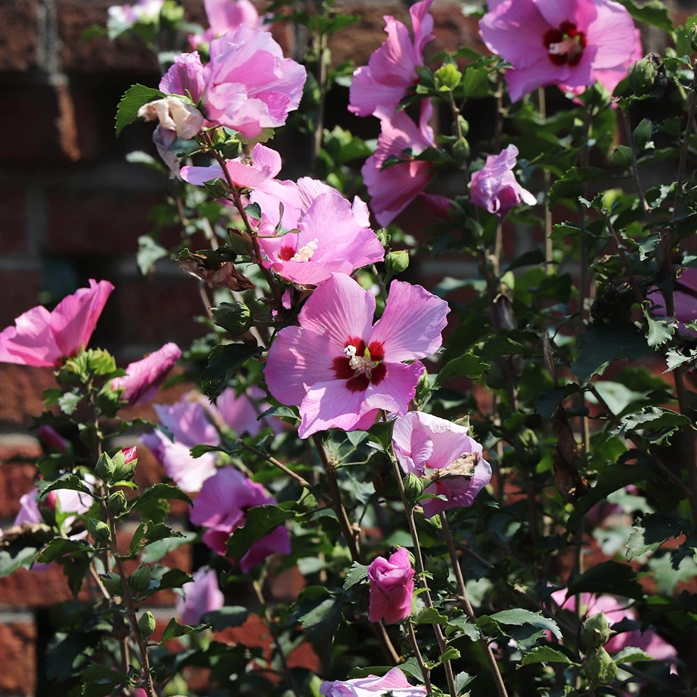 Minerva Rose Of Sharon Althea Shrub - Image 3