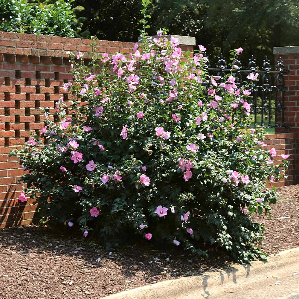 Minerva Rose Of Sharon Althea Shrub - Image 2