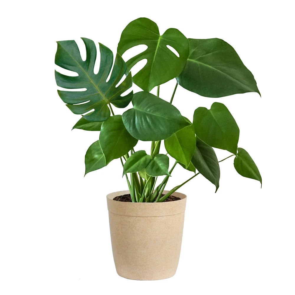 Monstera (Swiss Cheese Plant) - Image 6