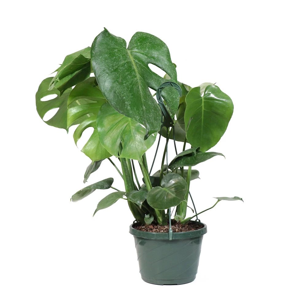 Monstera (Swiss Cheese Plant) - Image 11