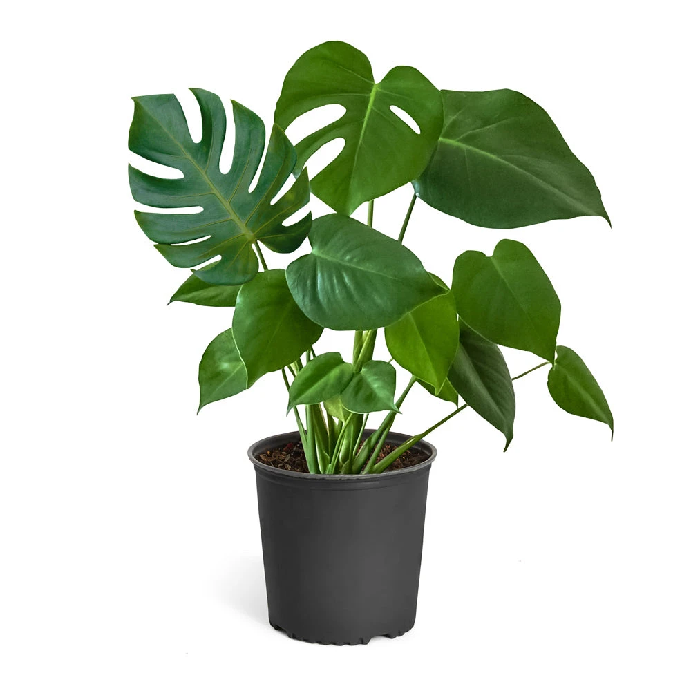 Monstera (Swiss Cheese Plant) - Image 7