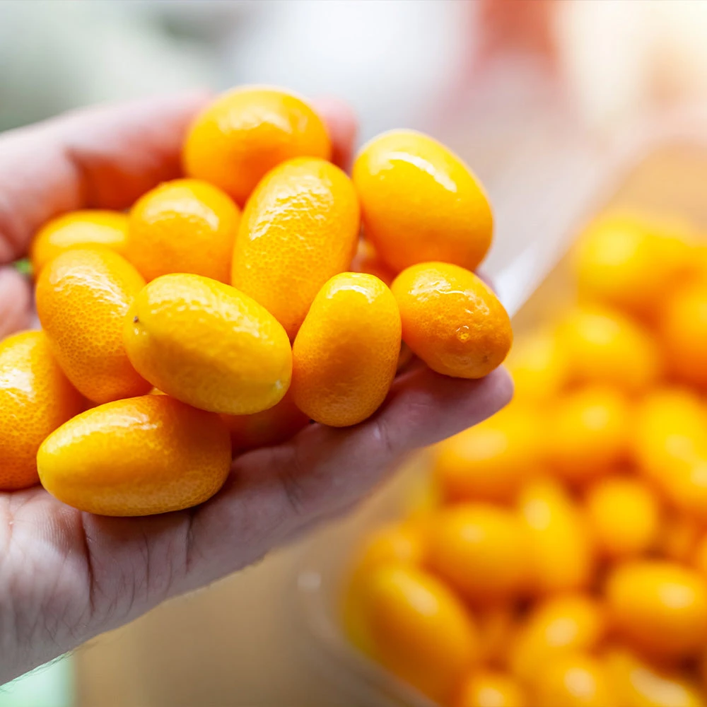 Nagami Kumquat Tree - Image 3