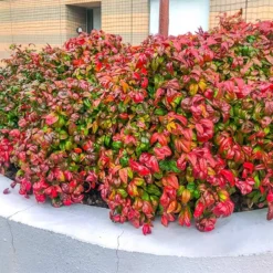 Fire Power Nandina Shrub