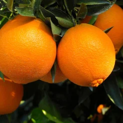 Navel Orange Tree