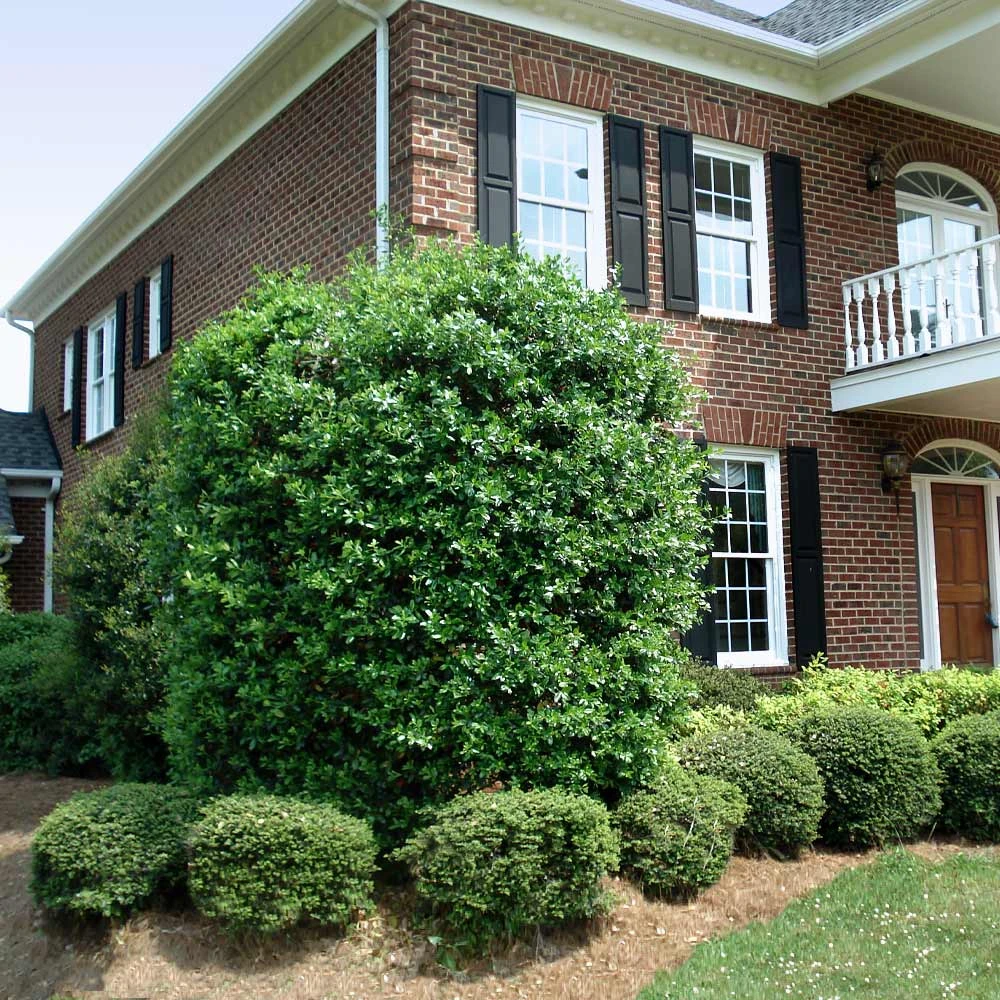 Nellie Stevens Holly Tree - Image 5