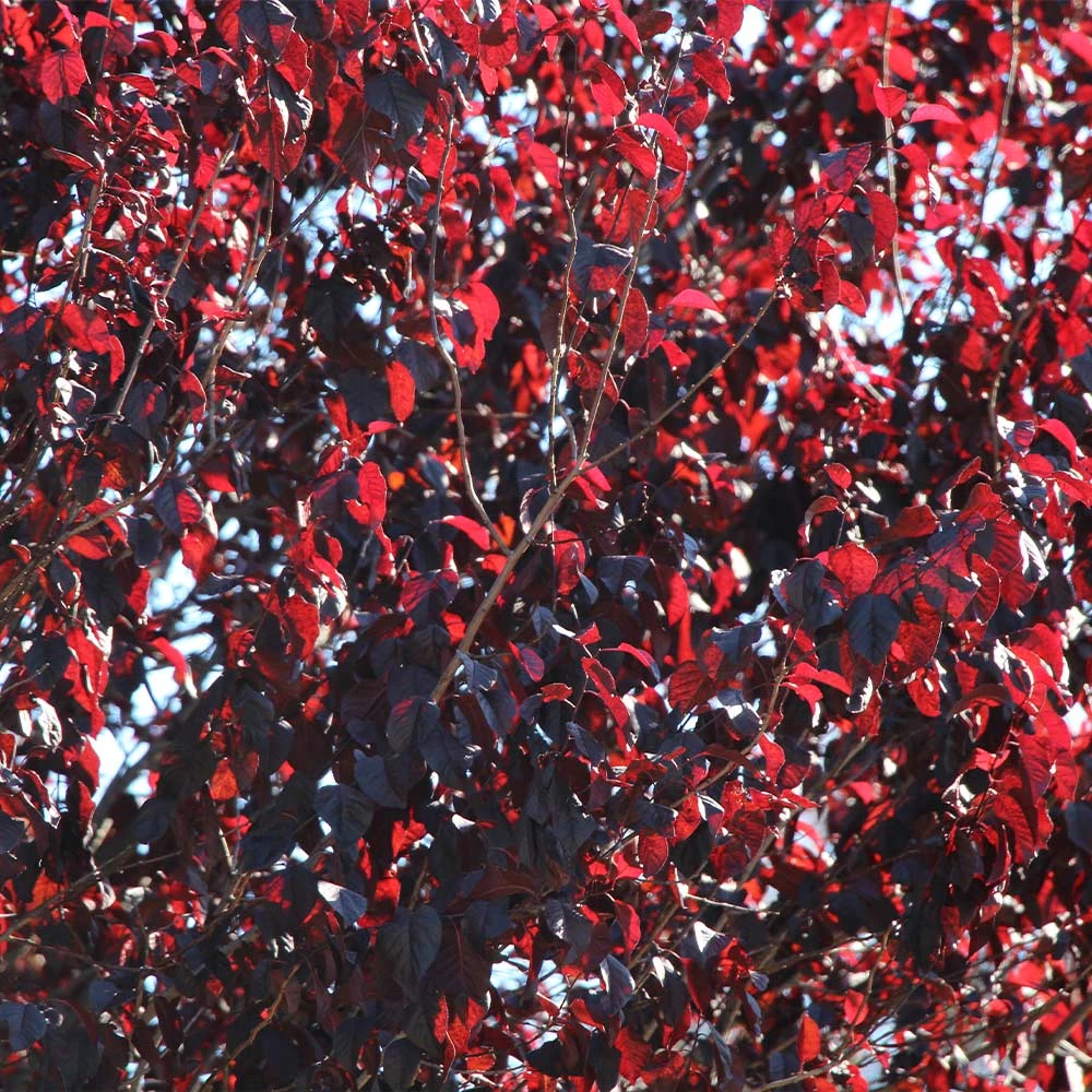 Newport Plum Tree - Image 4