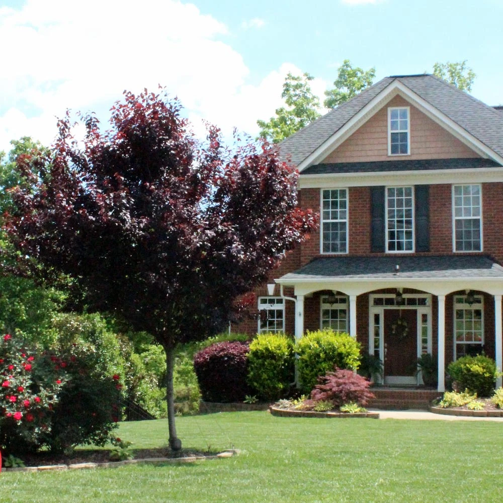 Newport Plum Tree - Image 3