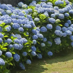 Nikko Blue Hydrangea Shrub