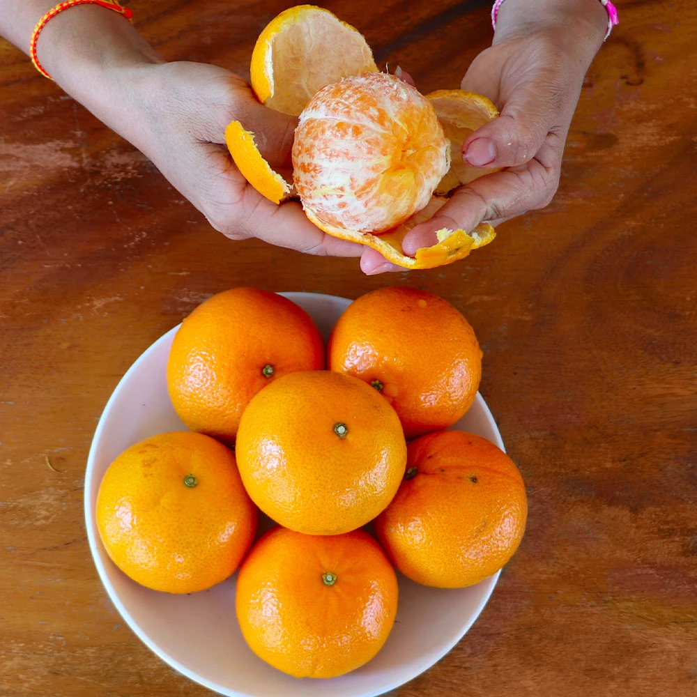 Nules Clementine Tree - Image 3