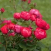 Oso Easy'® Double Red Rose