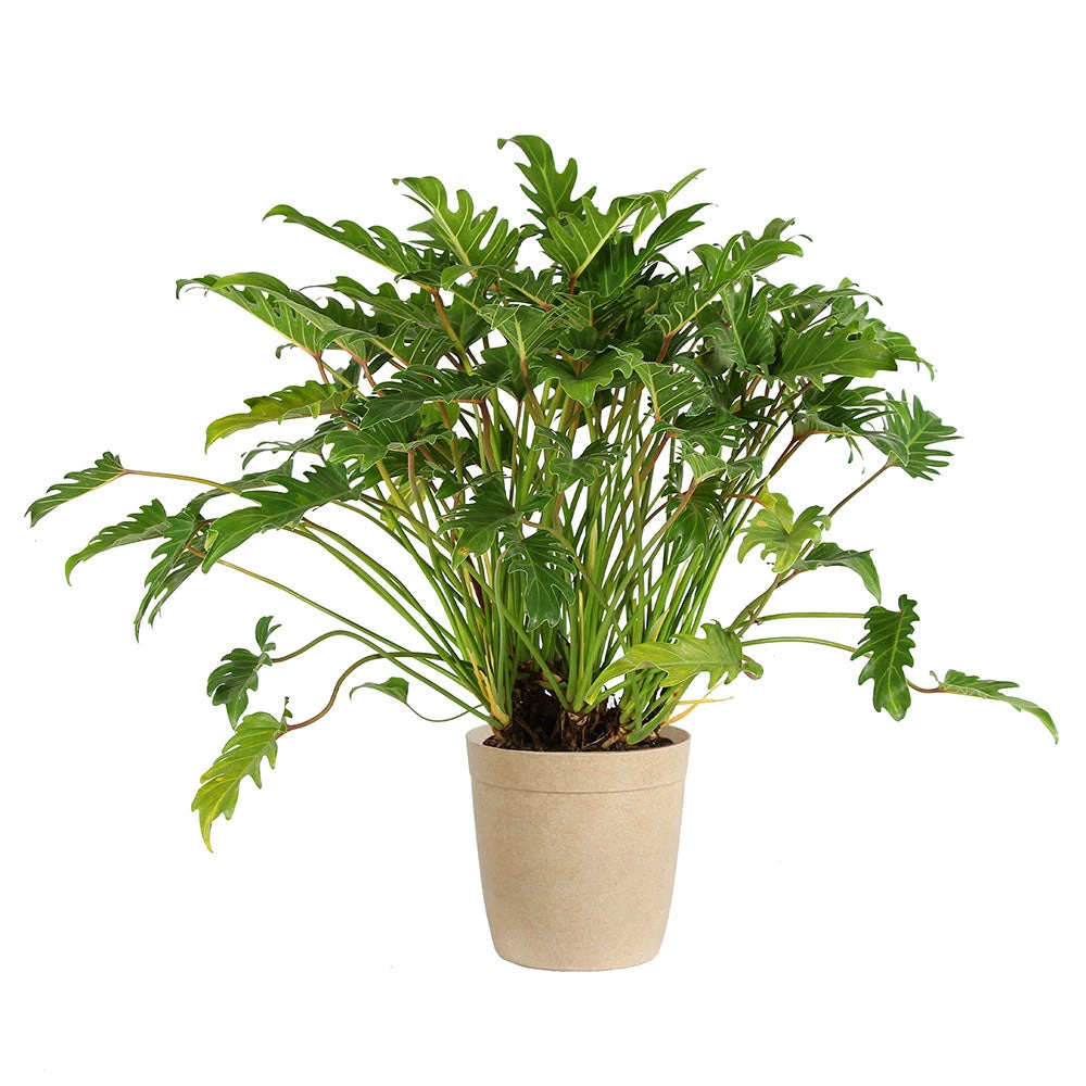 Xanadu Philodendron (Winterbourn) Plant - Image 8