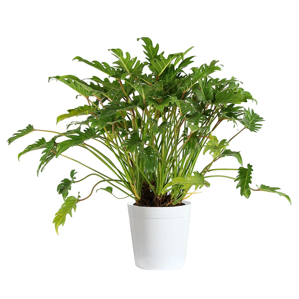 Xanadu Philodendron (Winterbourn) Plant - Image 7