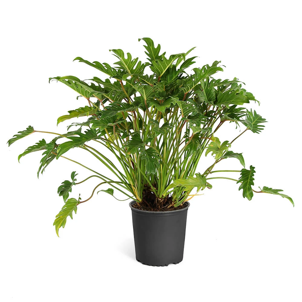 Xanadu Philodendron (Winterbourn) Plant - Image 6