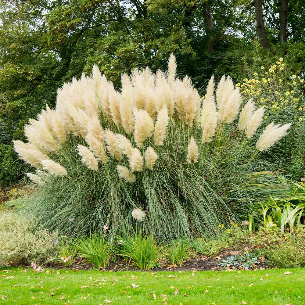 Pampas Grass - Image 2