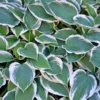 Patriot Hosta