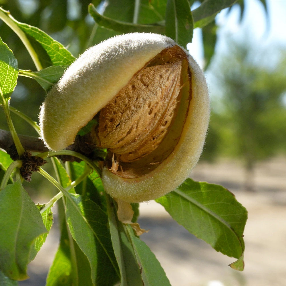 Penta Almond Tree - Image 4