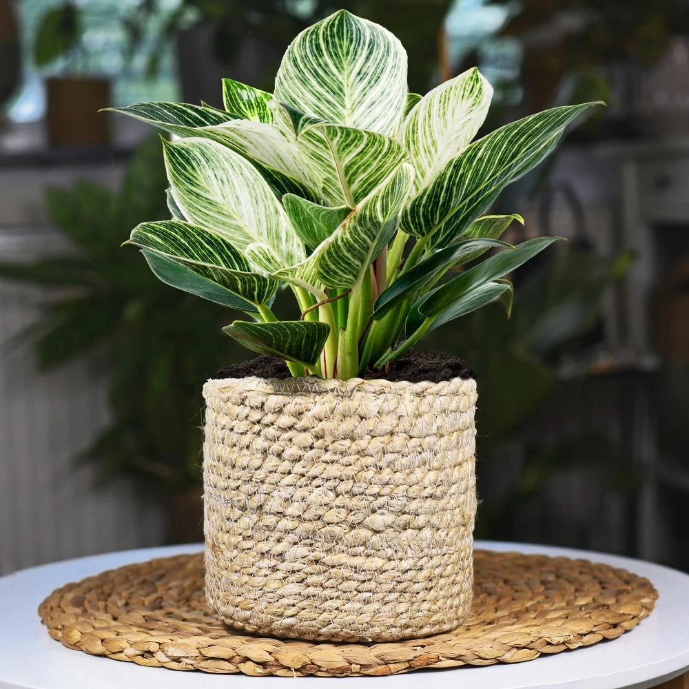 Birkin Philodendron Plant - Image 2