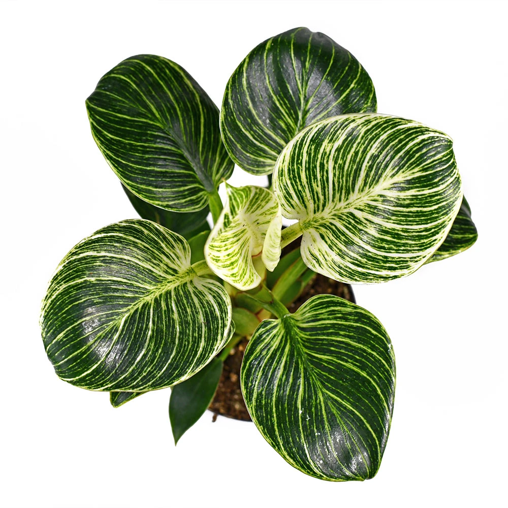 Birkin Philodendron Plant - Image 5