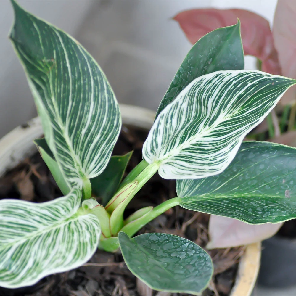 Birkin Philodendron Plant - Image 4