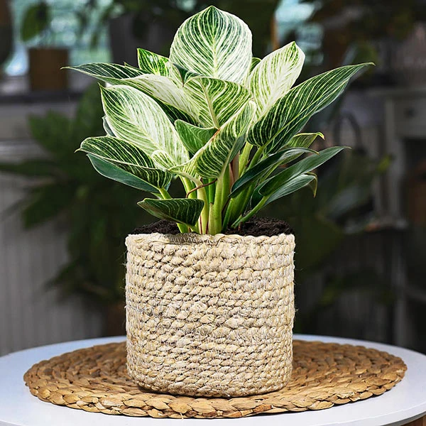 Birkin Philodendron Plant