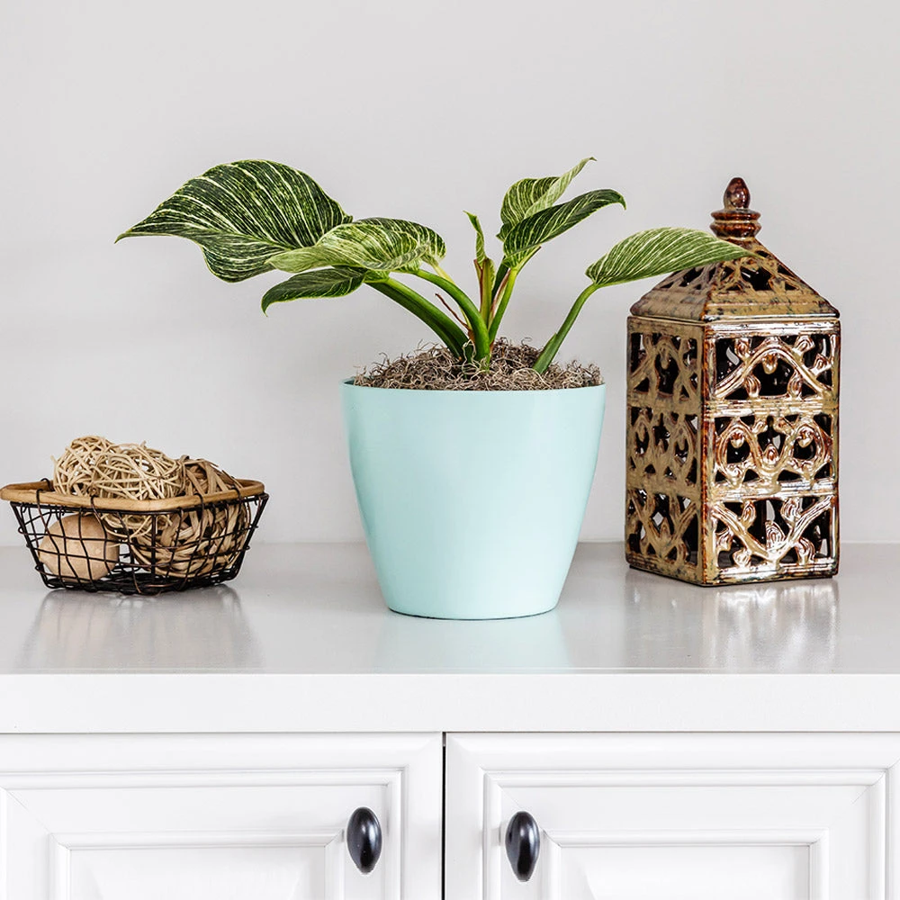 Birkin Philodendron Plant - Image 3