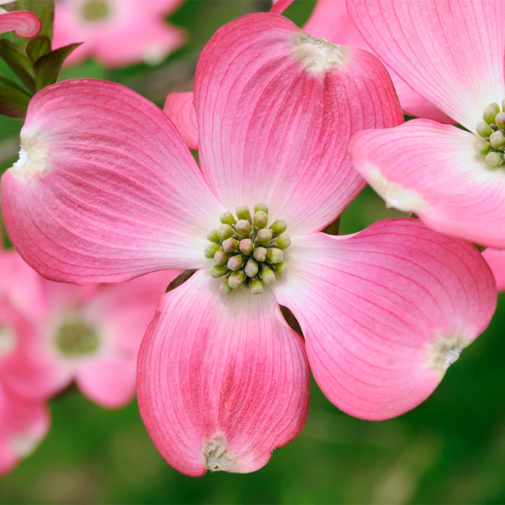 Pink Dogwood Tree - Image 2