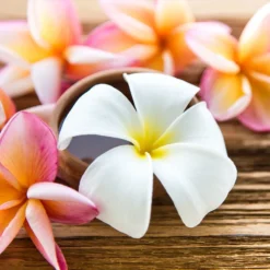 Plumeria Plant