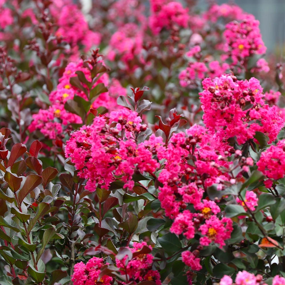 Pink Velour Crape Myrtle Tree - Image 3