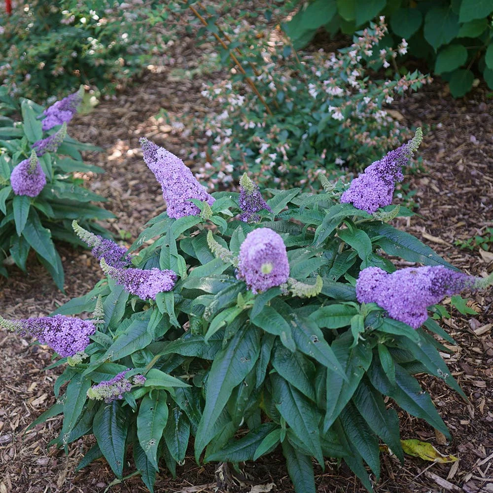 PugsterĀ® Amethyst Butterfly Bush - Image 3