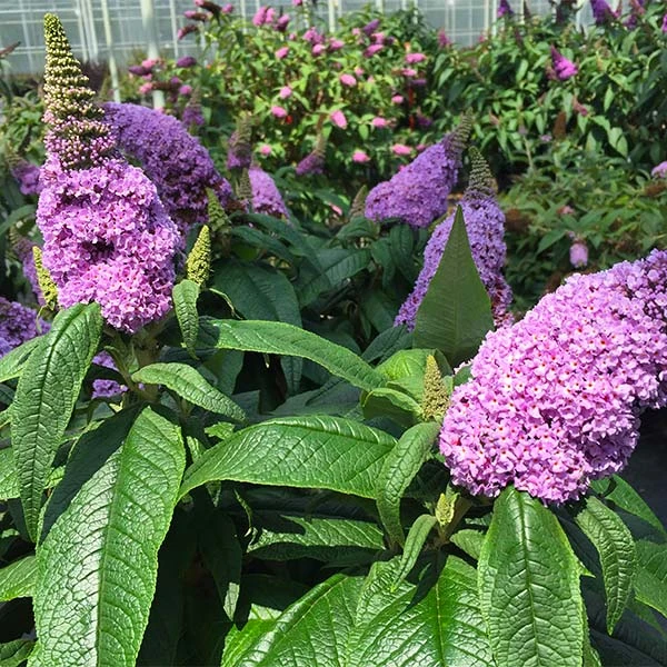 PugsterĀ® Amethyst Butterfly Bush