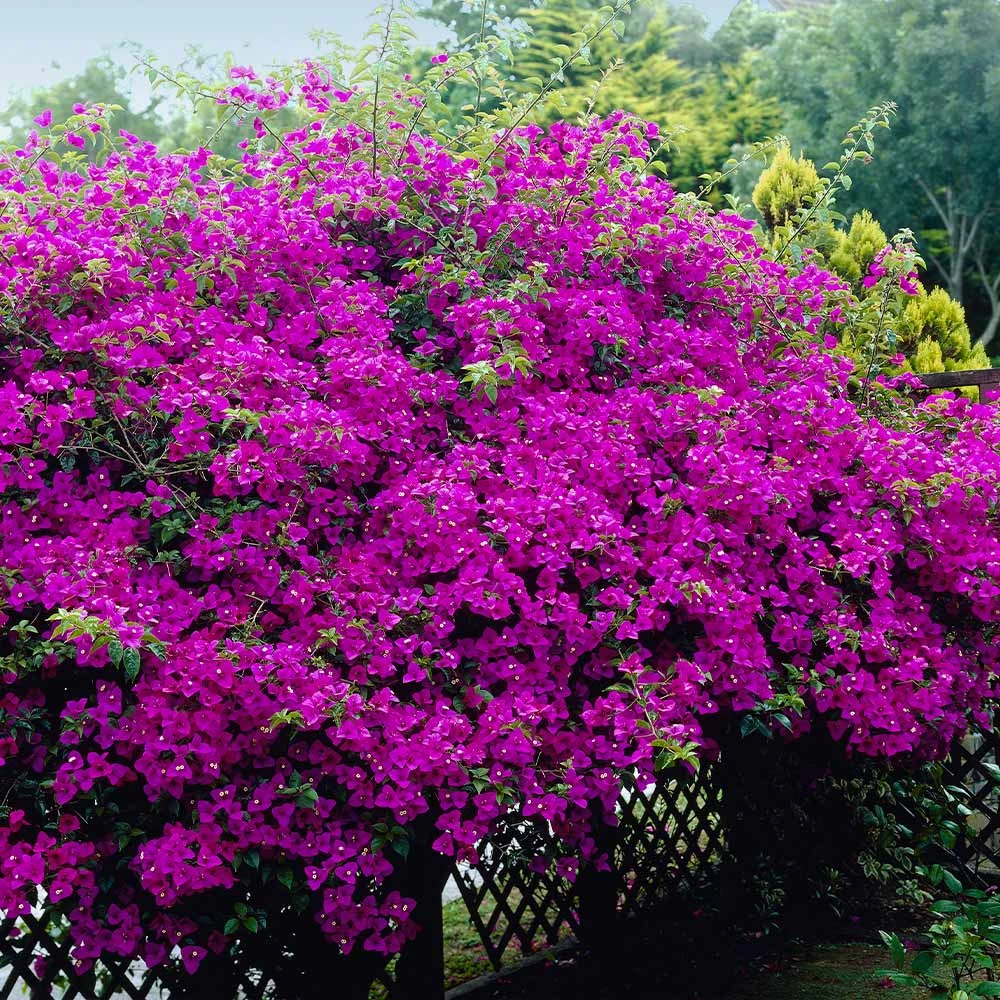 New River Bougainvillea - Image 4