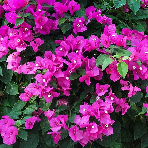 New River Bougainvillea
