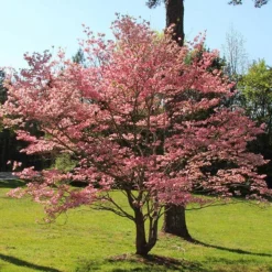 Red Dogwood Tree