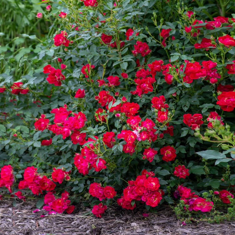 Red Drift® Rose - Image 3