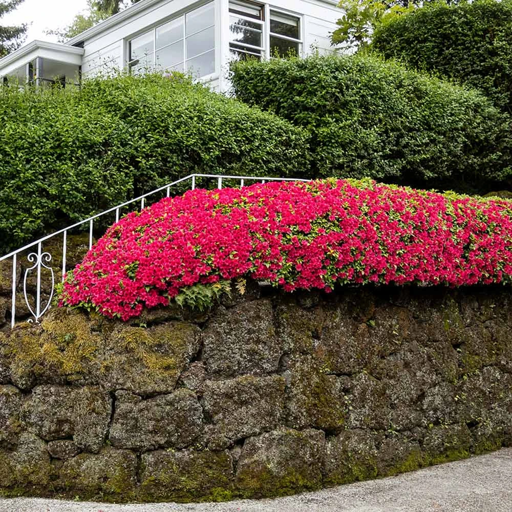 Red Ruffles Azalea Shrub - Image 3