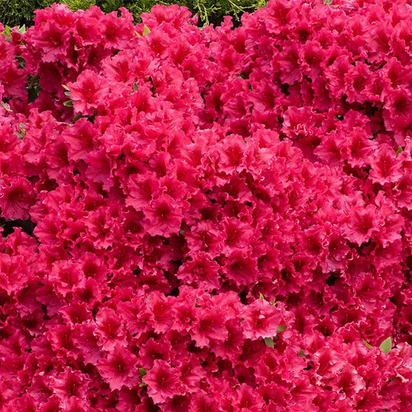 Red Ruffles Azalea Shrub