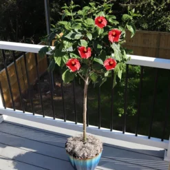 Red Tropical Hibiscus Tree