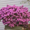 PJM Rhododendron Shrub