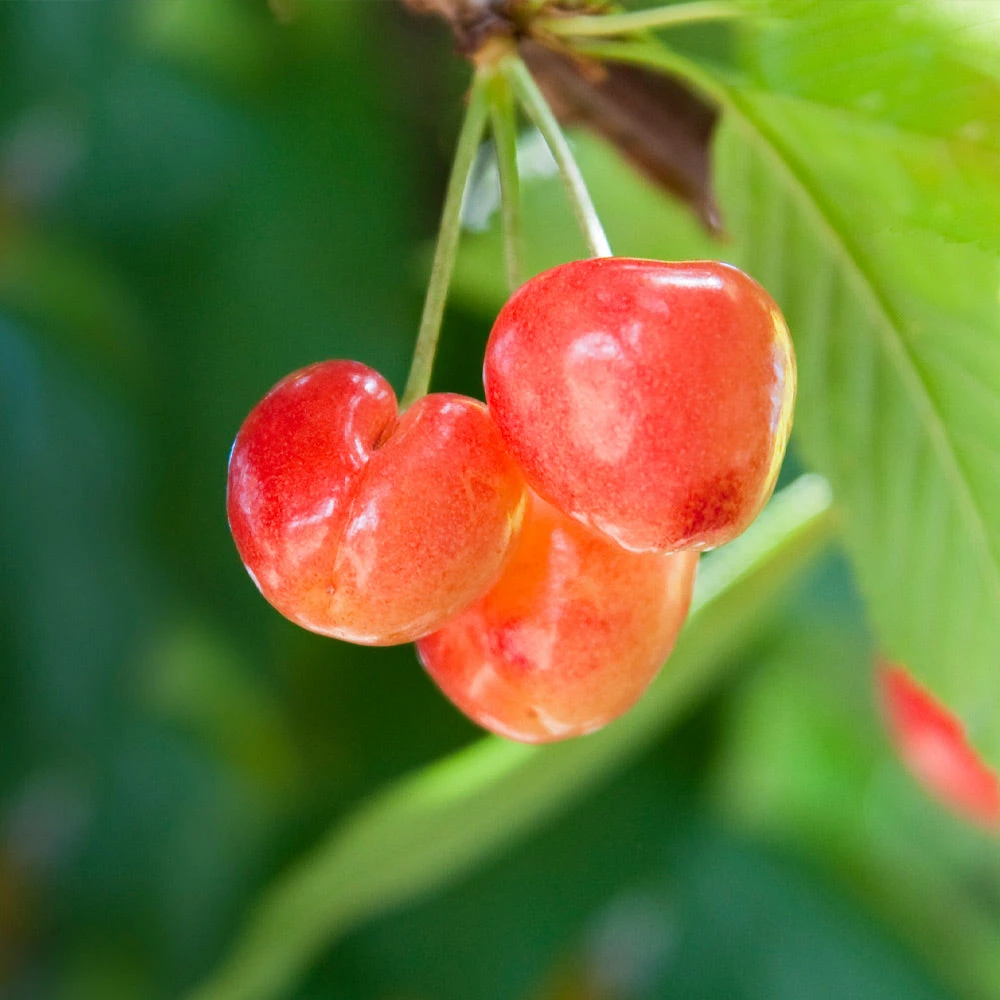 Royal Ann Cherry - Image 2