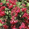 Ruby Prince™ Emerald Empire® Crape Myrtle Tree