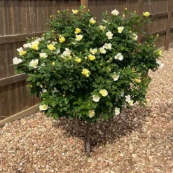 Sunny Knock Out® Rose Tree