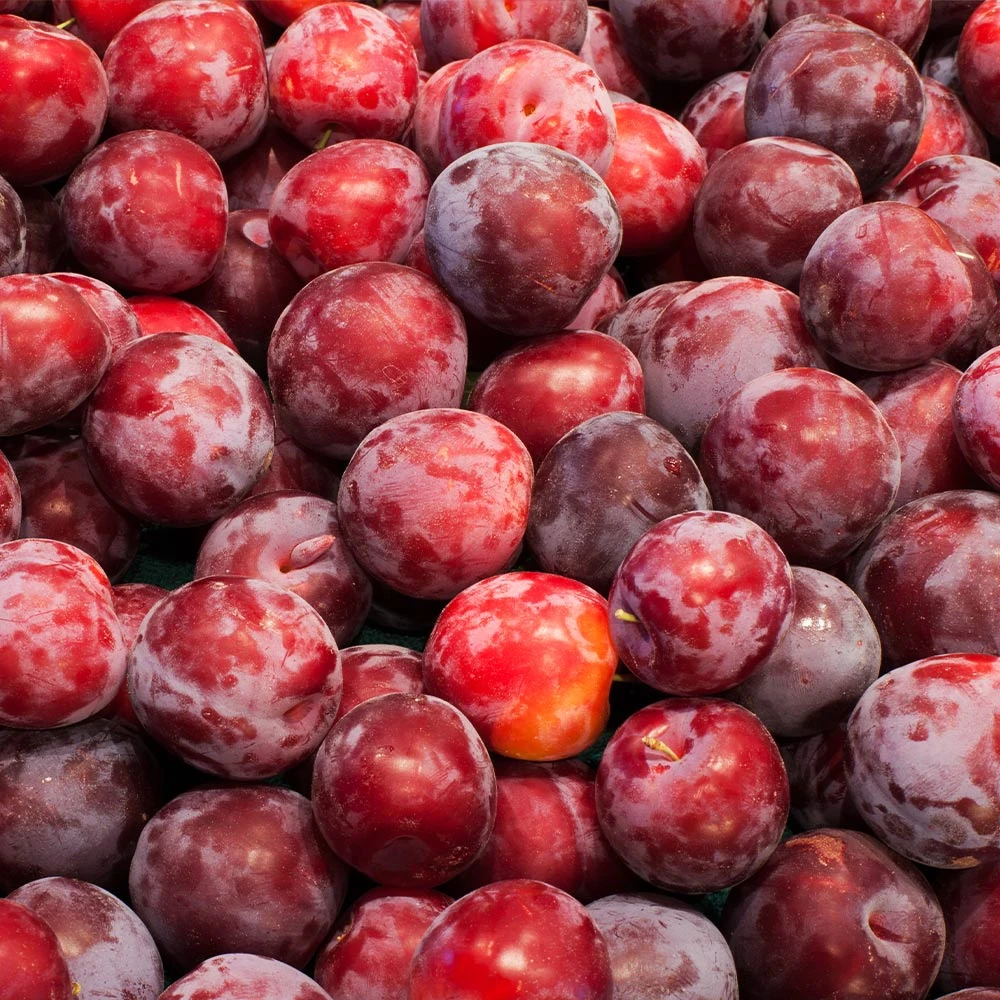 Santa Rosa Plum Tree - Image 2