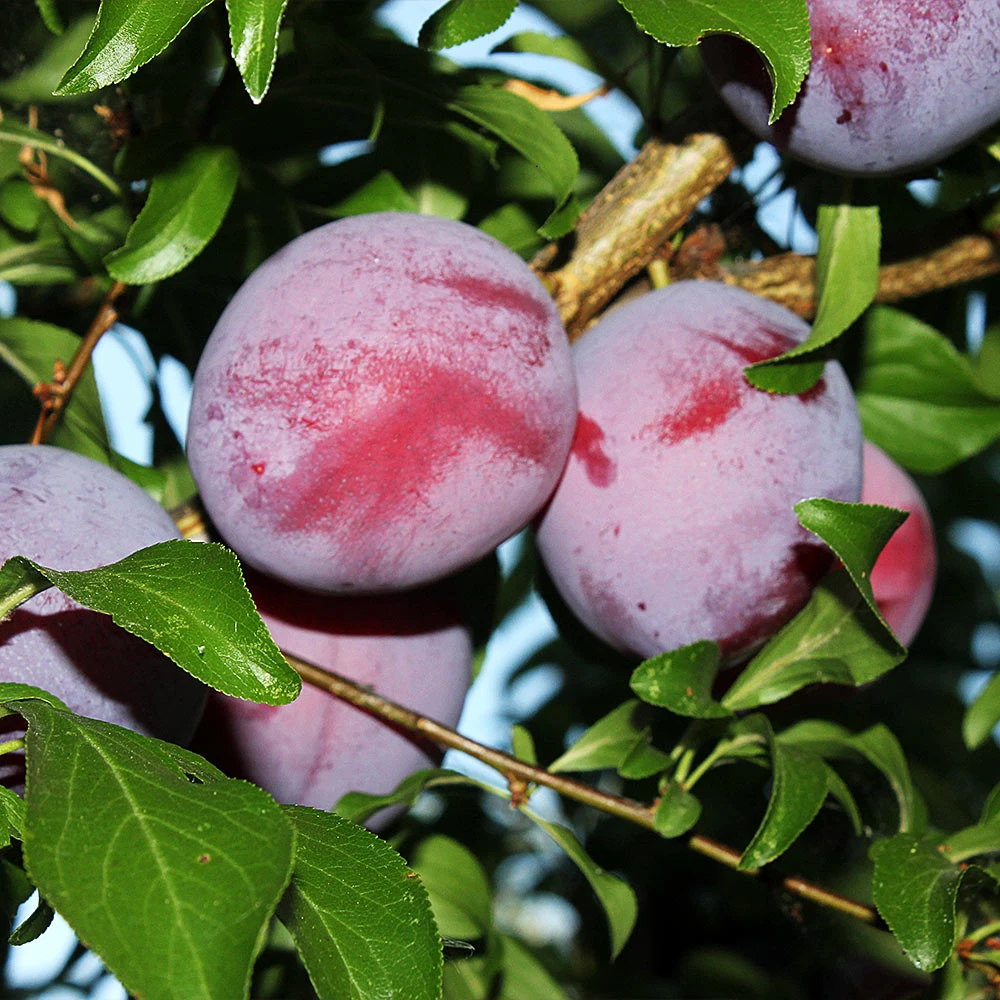 Santa Rosa Plum Tree - Image 3