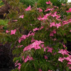 Scarlet FireĀ® Dogwood Tree