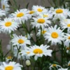 Becky Shasta Daisy