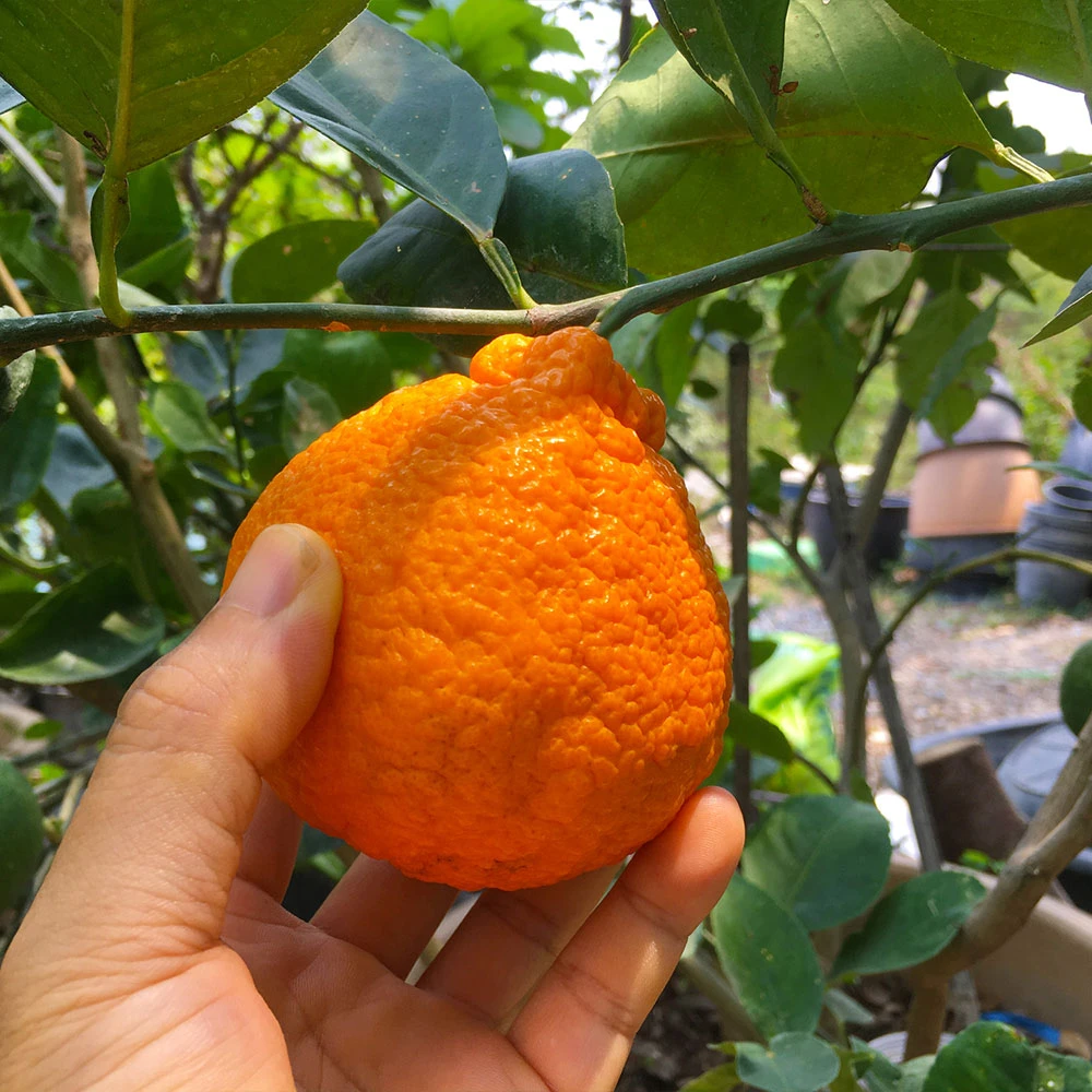 Shiranui Mandarin Tree - Image 3