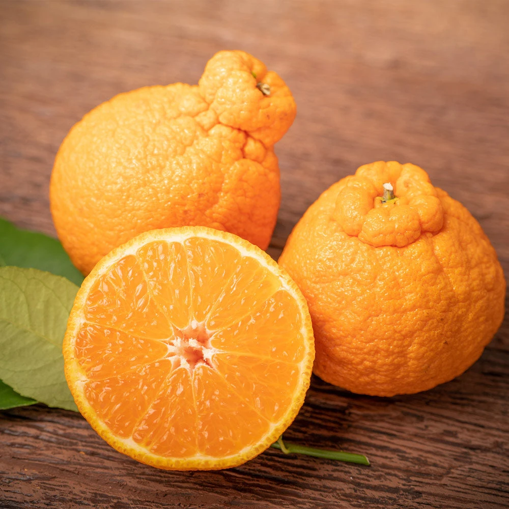 Shiranui Mandarin Tree - Image 2