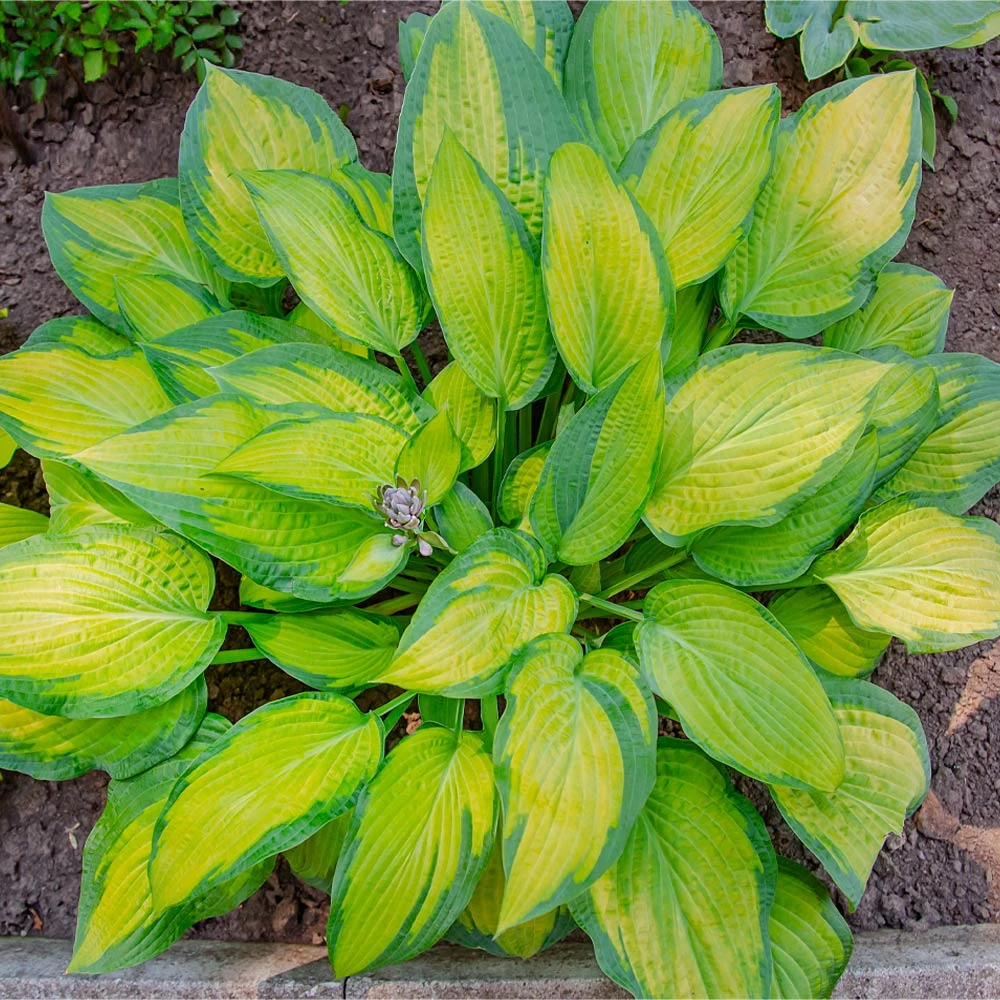 Stained Glass Hosta - Image 4