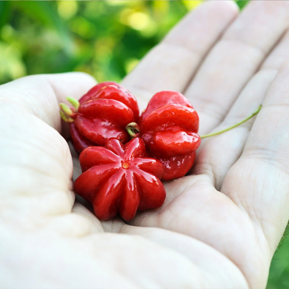 Star Cherry Tree (Pitanga) - Image 6